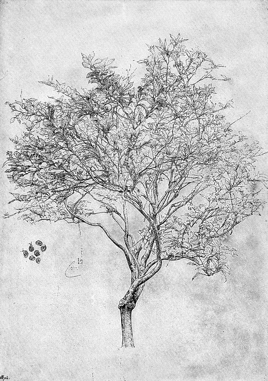 Studie av ett citronträd, 1899 av Unbekannt