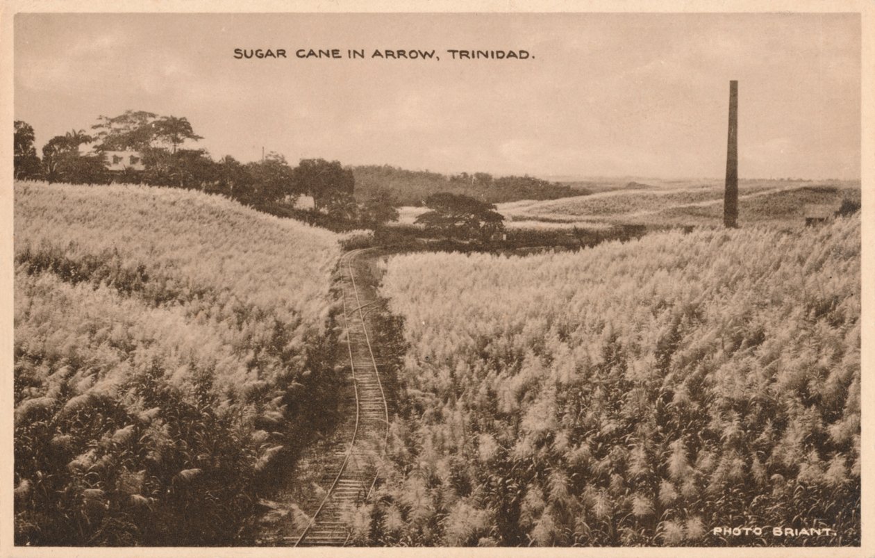 Sockerrör i Arrow Trinidad, c1900 av Unbekannt