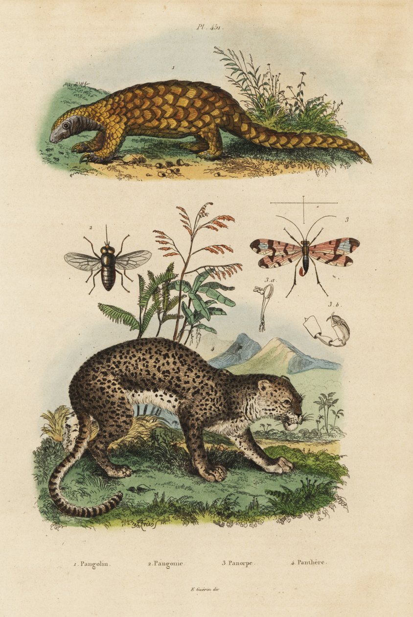 Sunda pangolin, Manis javanica, kritiskt hotad 1, leopard, Panthera pardus 4, hästfluga, Tabanus rostratus 3, skorpionfluga, Panorpa communis 3 av Unbekannt