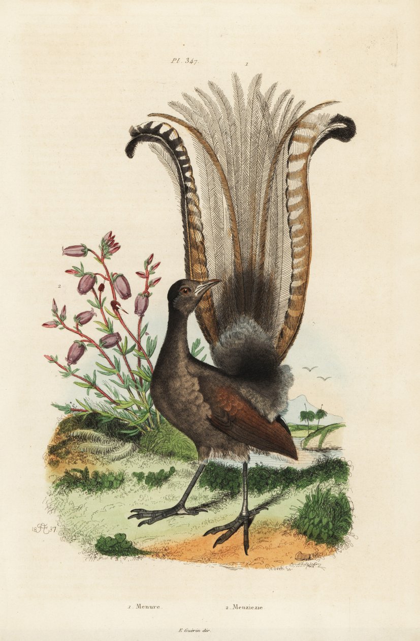 Superb lyrebird, Menura novaehollandiae och falsk azalea, Menziesia ferruginea av Unbekannt