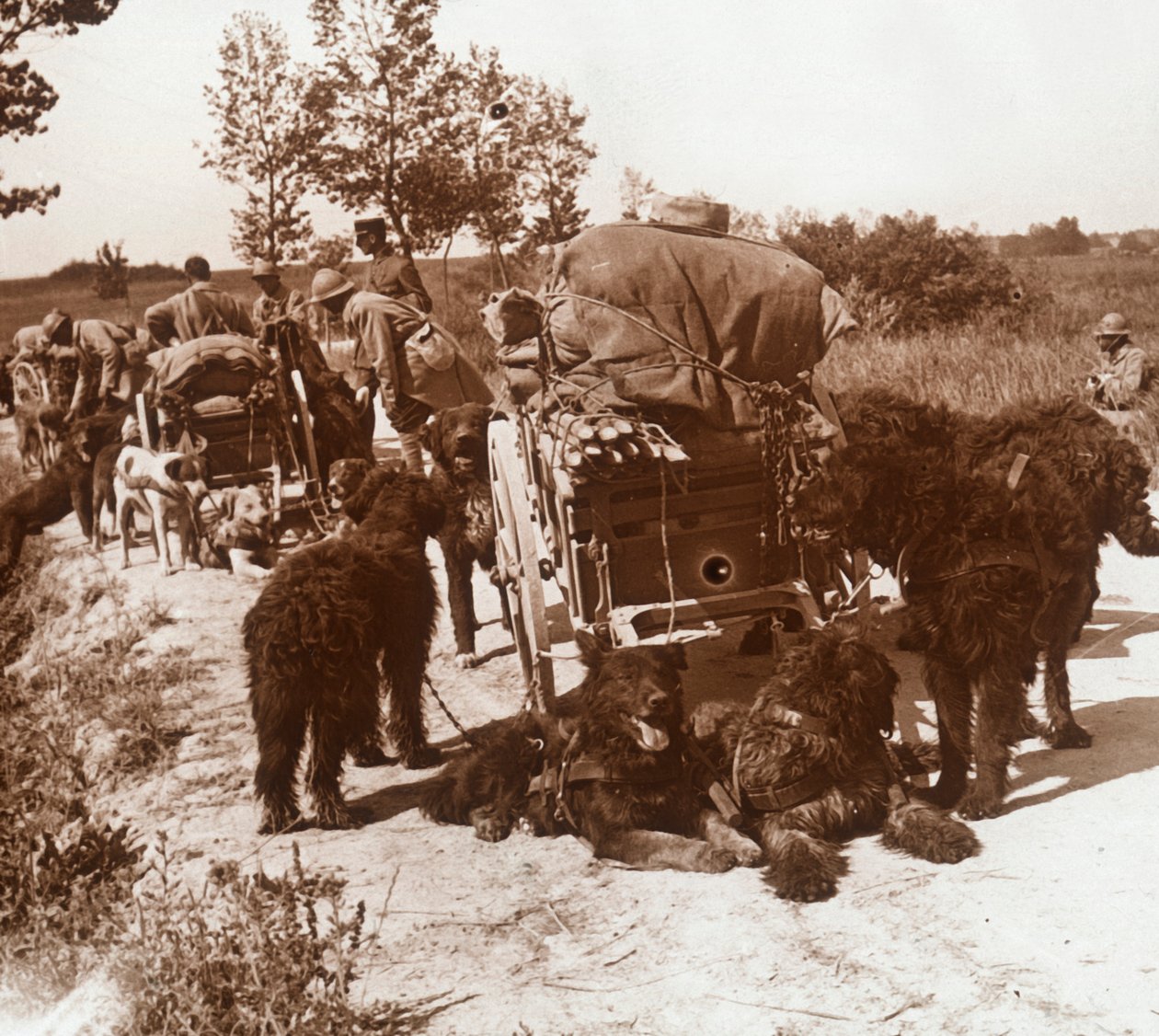 Förrådshundar, c1914-c1918 av Unbekannt