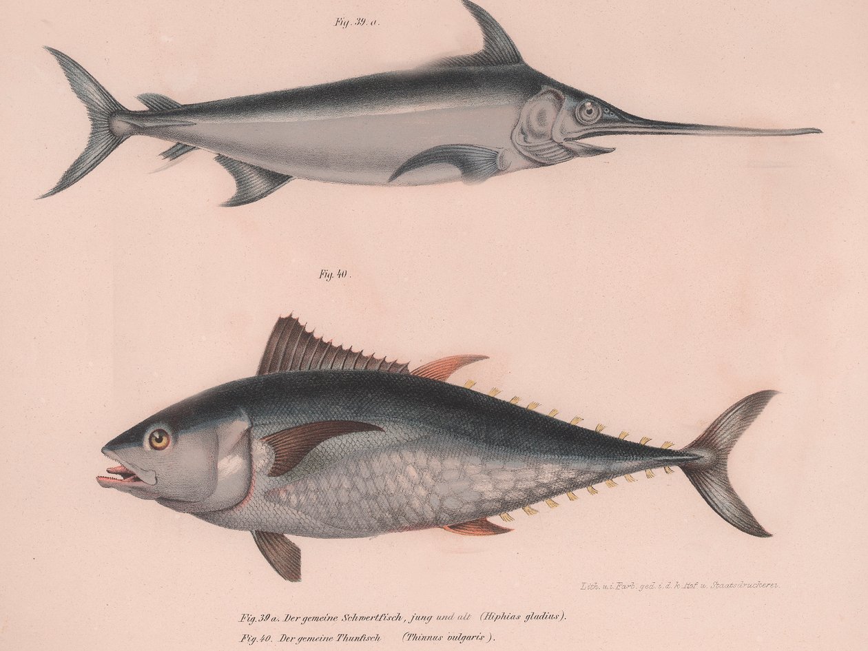 Svärdfisk Xiphias svärd, Thinnus bulgaris, ca 1850-talet av Unbekannt