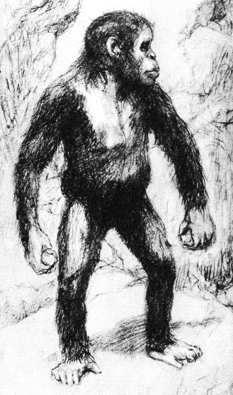 Taungs Ape-Man av Unbekannt