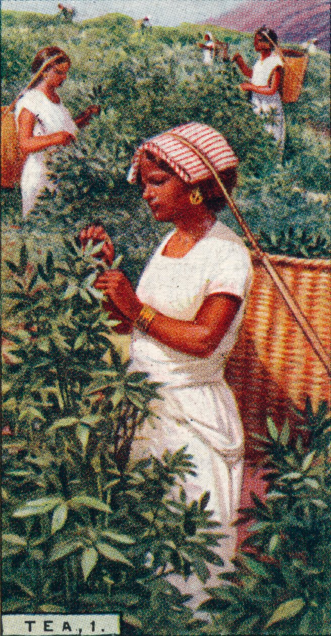 Tea, 1. - Plucking the Leaves, Ceylon, 1928 av Unbekannt