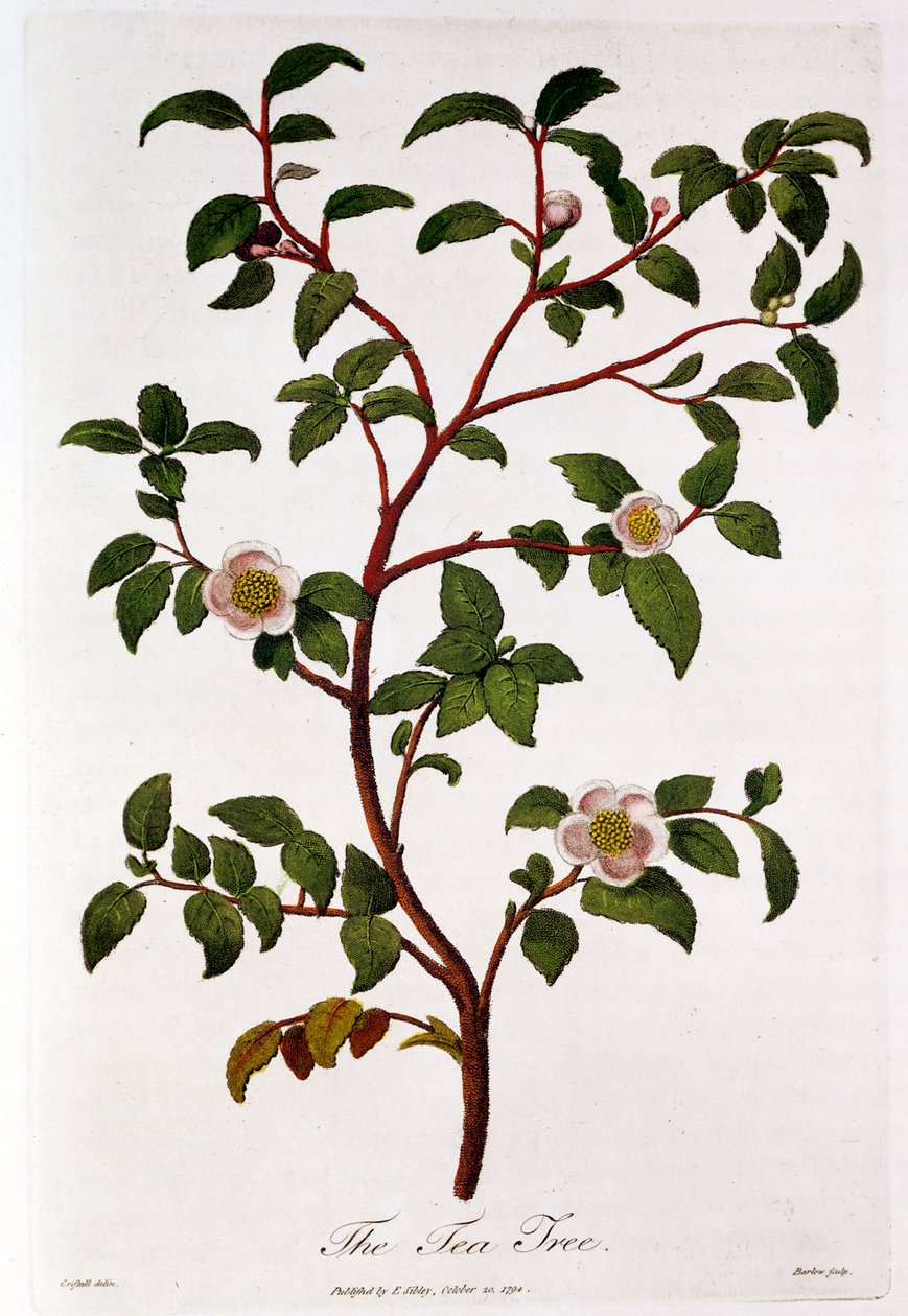 Te: gren av Camellia sinensis, 1798 av Unbekannt