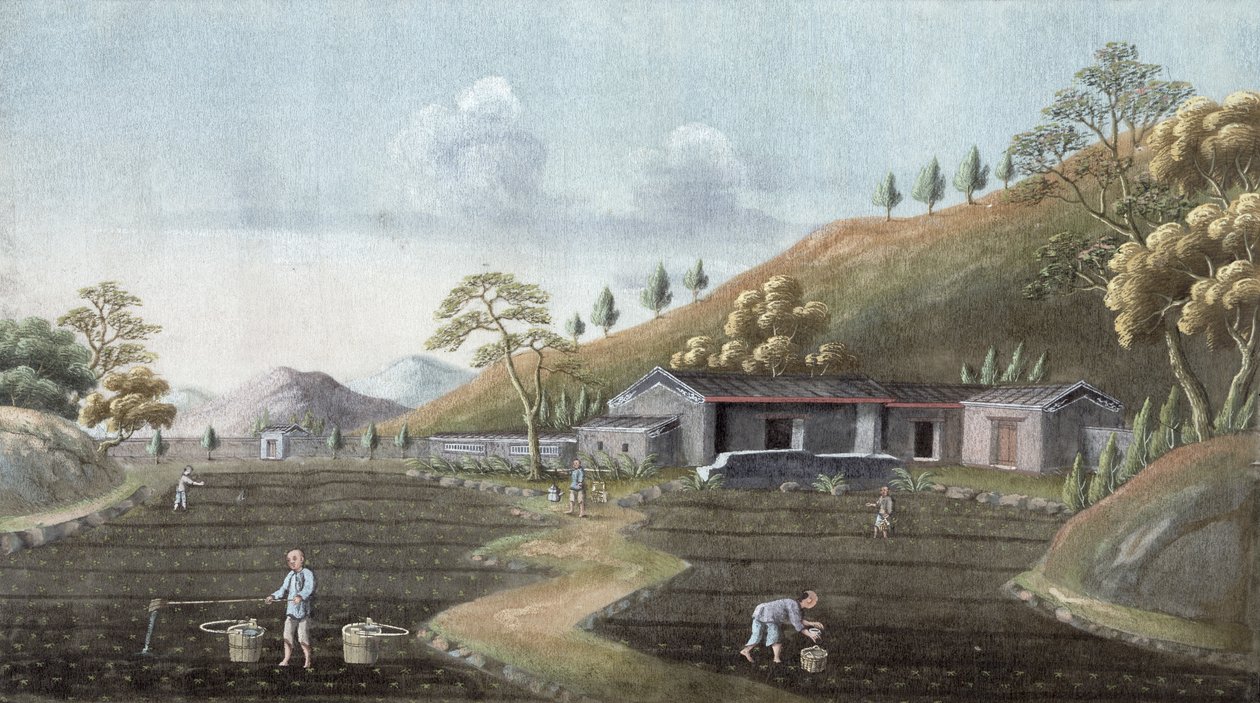 Teplantering, Kina, 1800-talet av Unbekannt