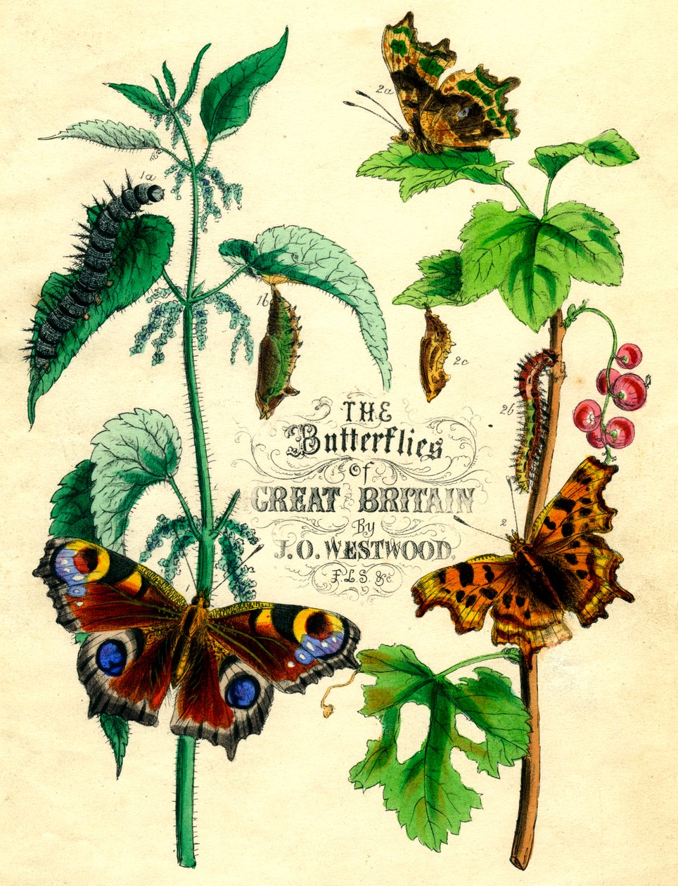 Storbritanniens fjärilar, c1855 av Unbekannt