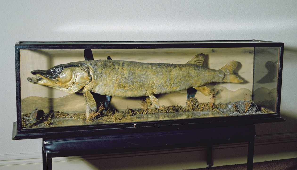 Dowdeswell Pike, längd 135 cm av Unbekannt