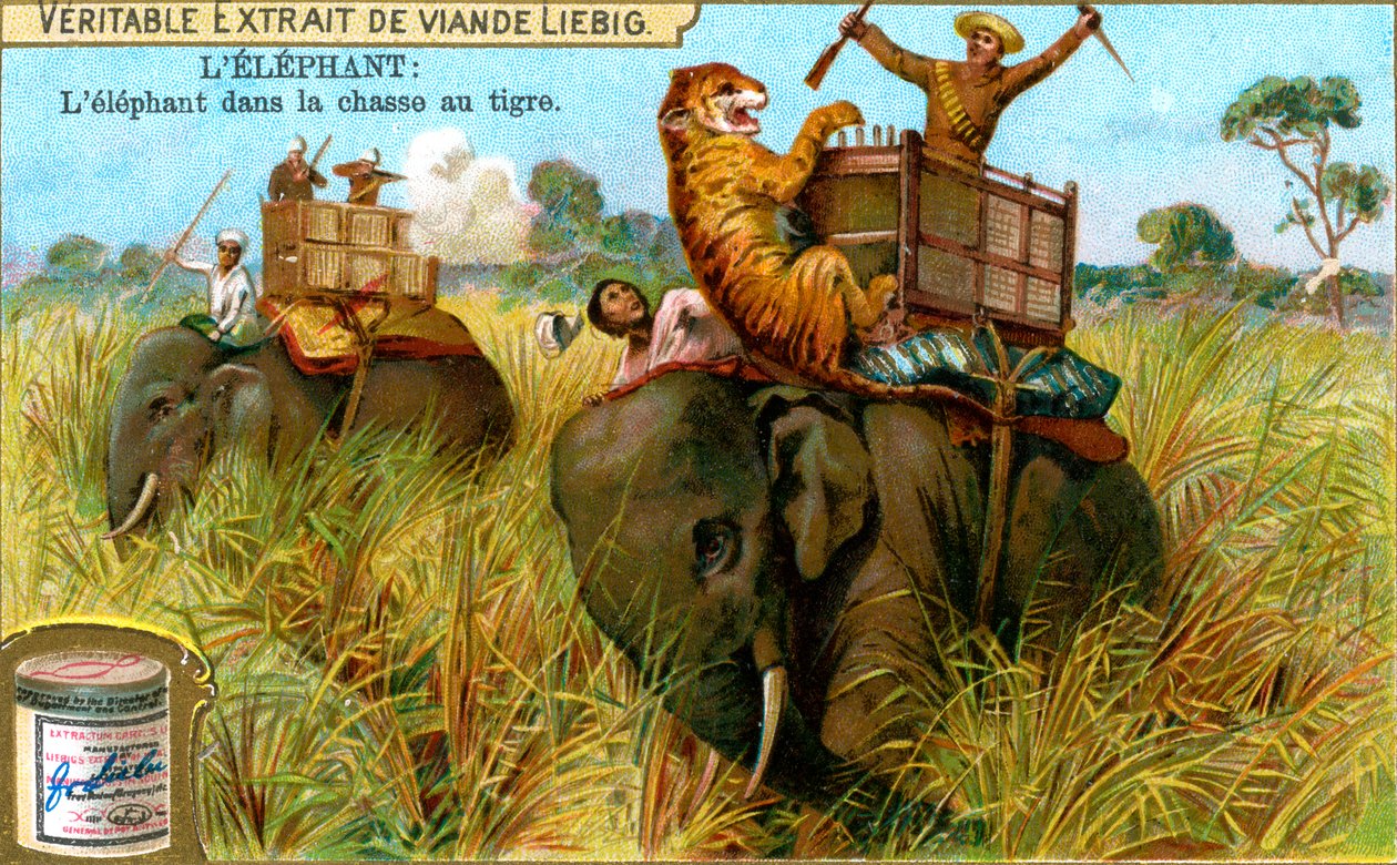 Elefanten på tigerjakt, c1900 av Unbekannt