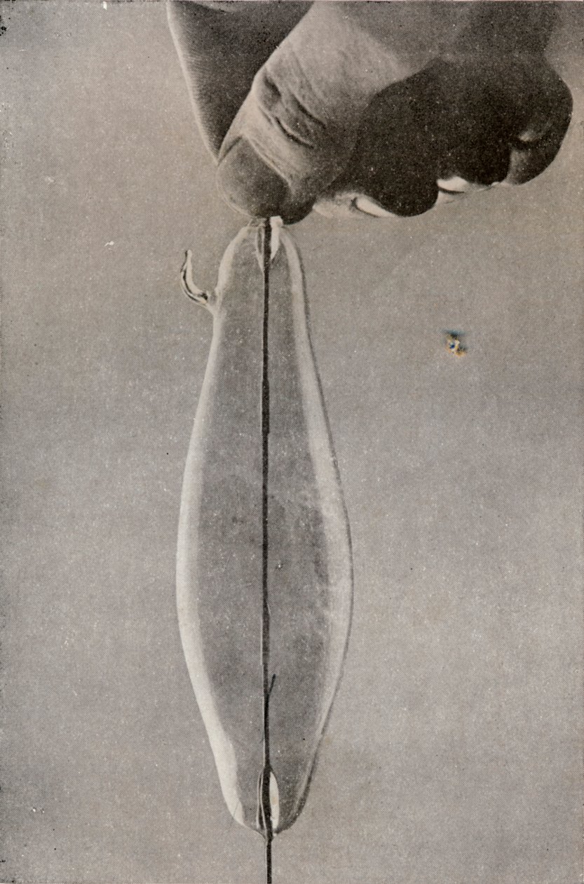 Den första elektriska glödlampan, c1916 av Unbekannt