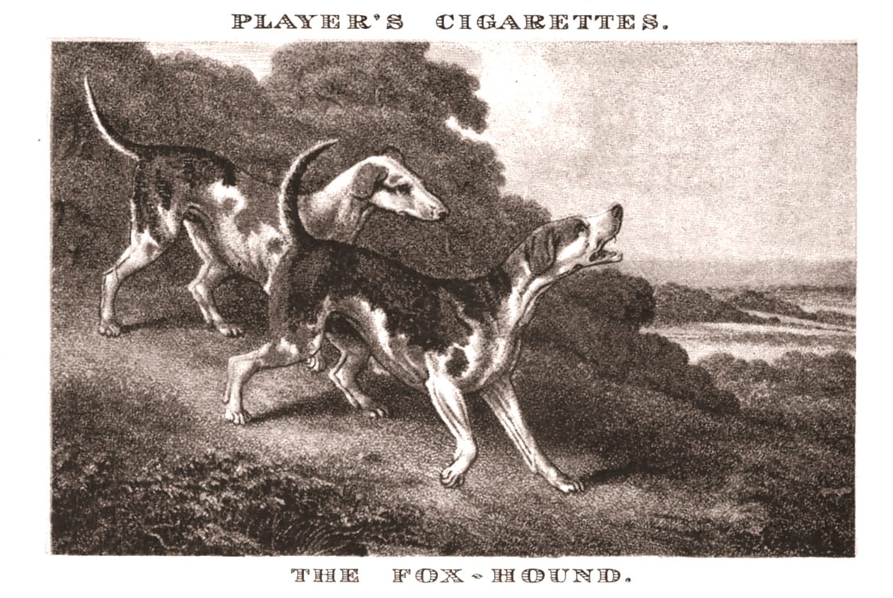 Foxhound, 1924. av Unbekannt