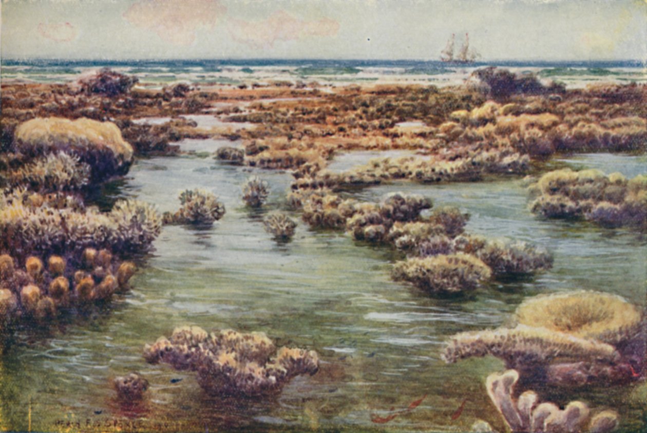 Stora barriärrevet, 1923. av Unbekannt