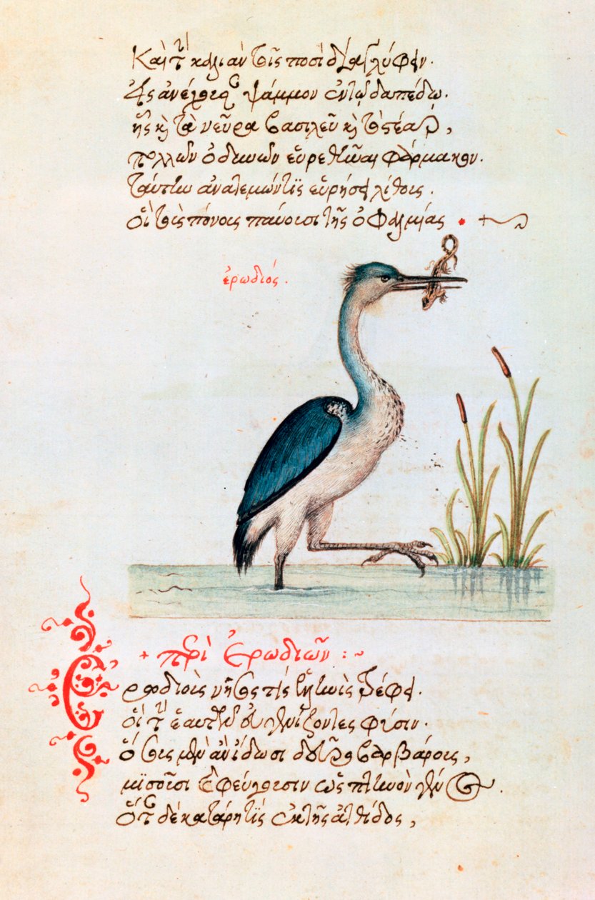 Hägern, 1564 av Unbekannt