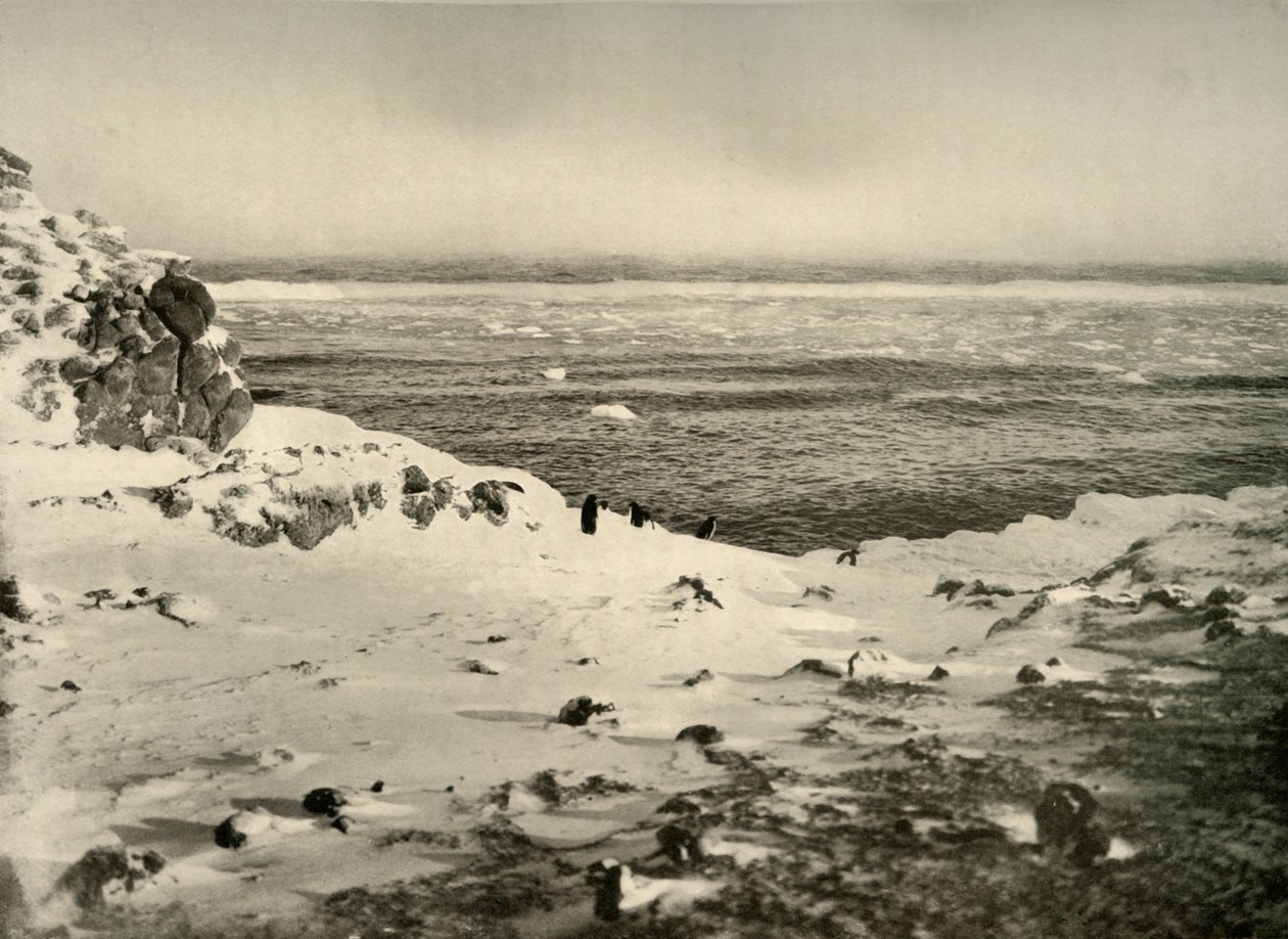 The Last of the Penguins strax före deras migration i mars c1908, 1909. av Unbekannt