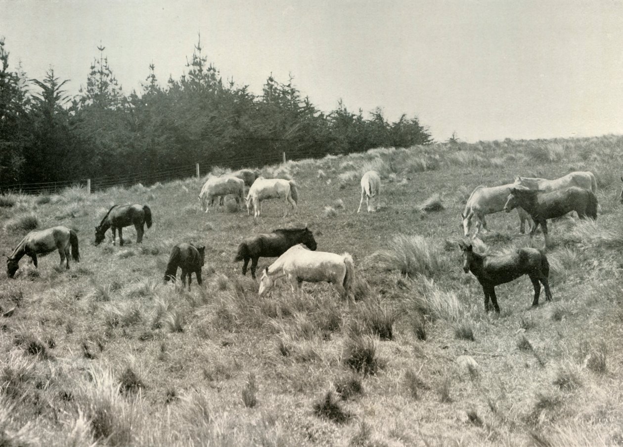 Manchuriska ponnyer på Quail Island, Port Lyttelton, c1907, 1909 av Unbekannt