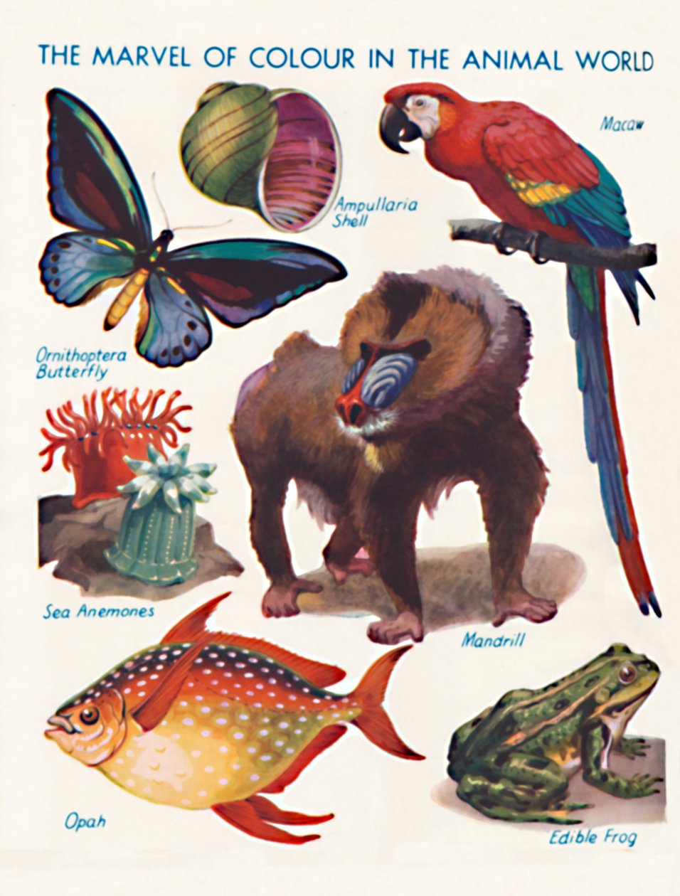 The Marvel of Color in the Animal World, 1935 av Unbekannt