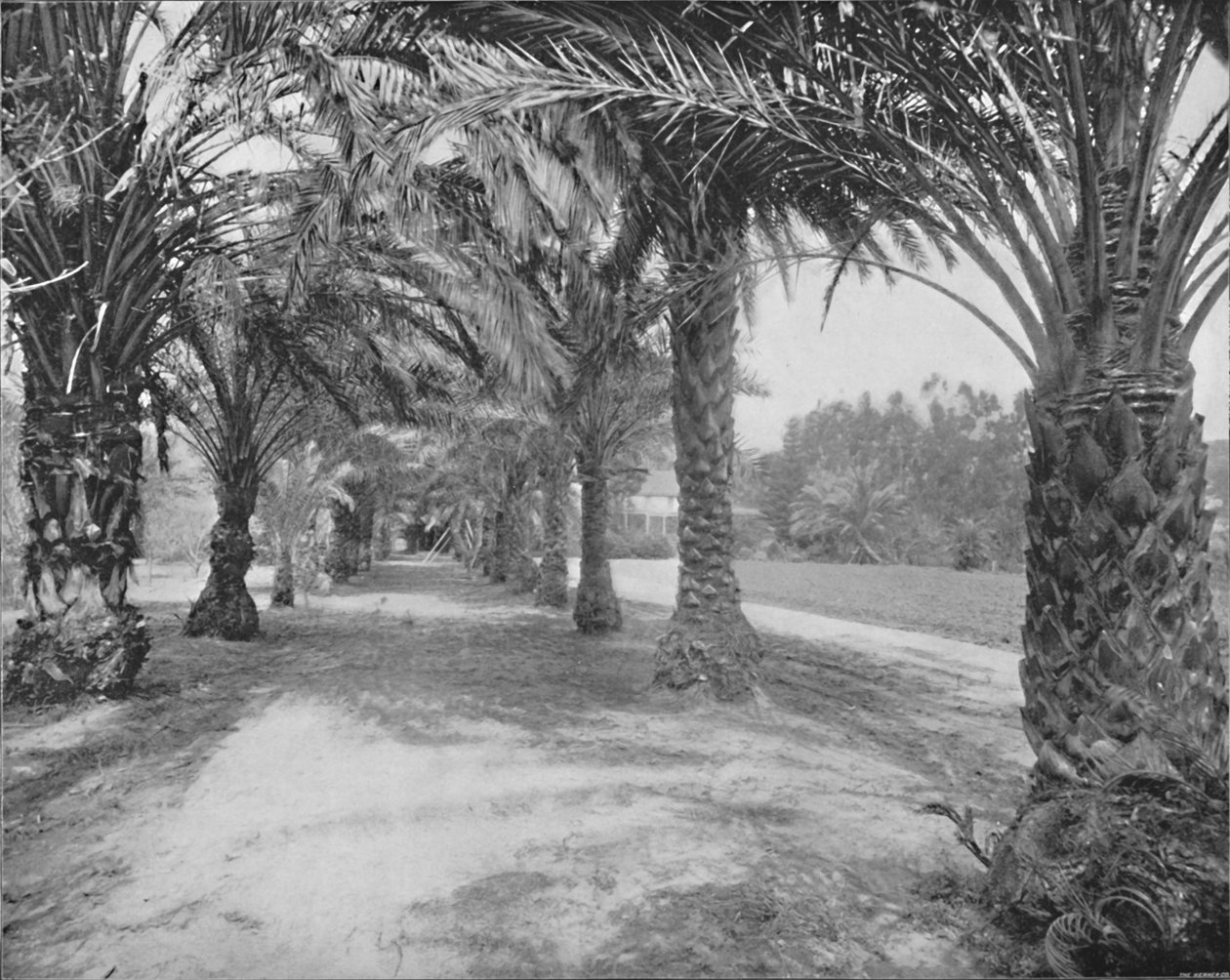 The Palms of Glenannie, Florida, 1800-talet av Unbekannt