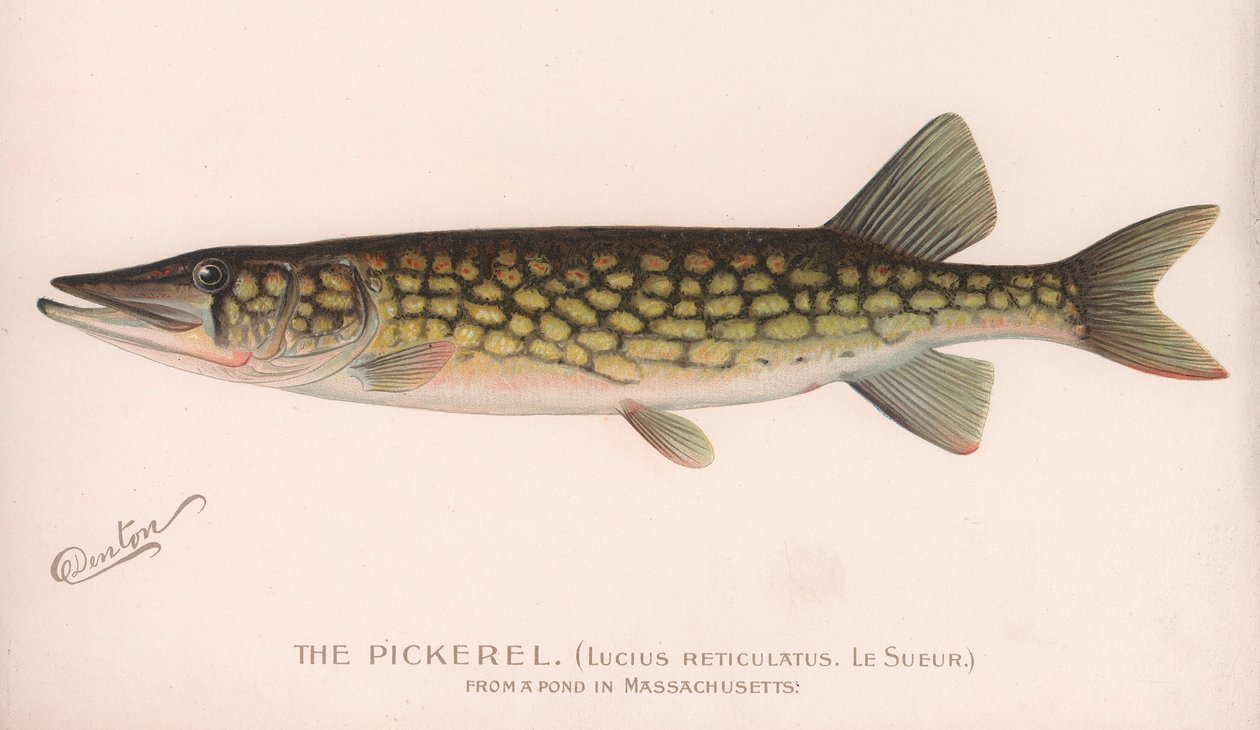 Pickerel Lucius Reticulatus. Le Sueur., ca 1920-talet av Unbekannt