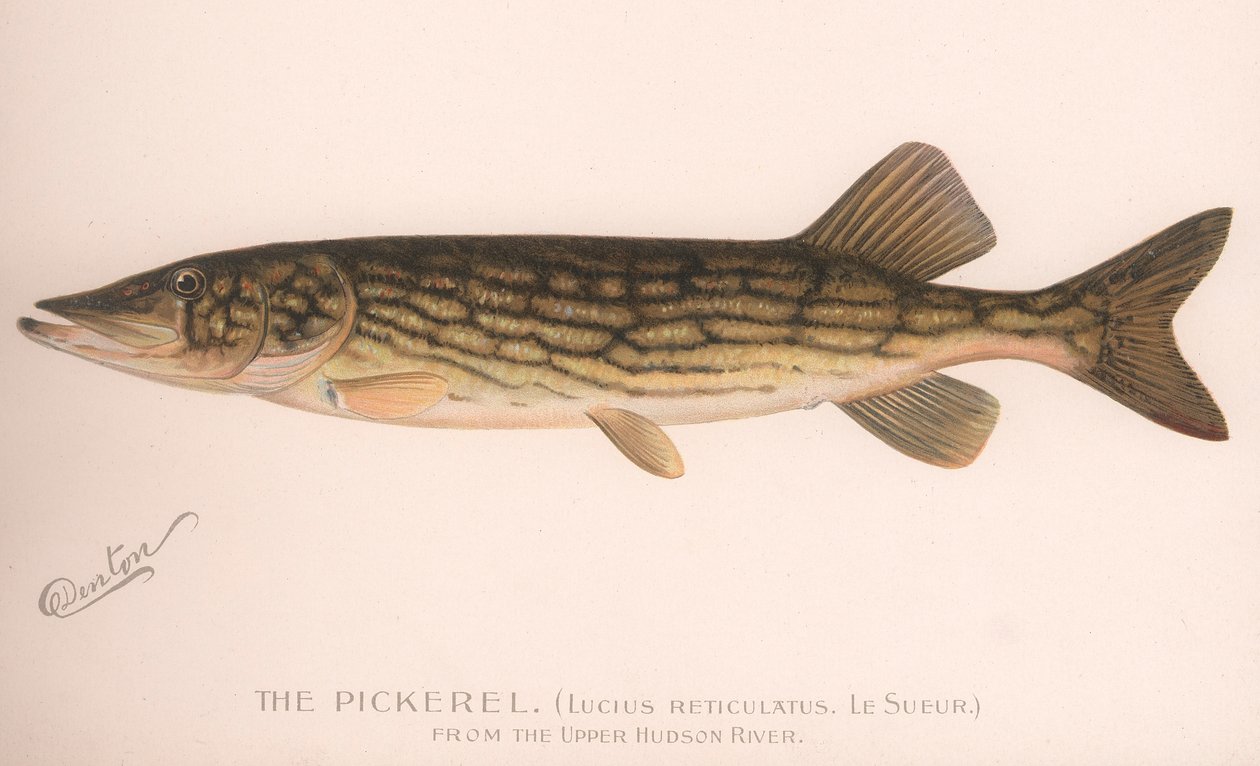 Pickerel Lucius Reticulatus. Le Sueur, ca 1920-talet av Unbekannt