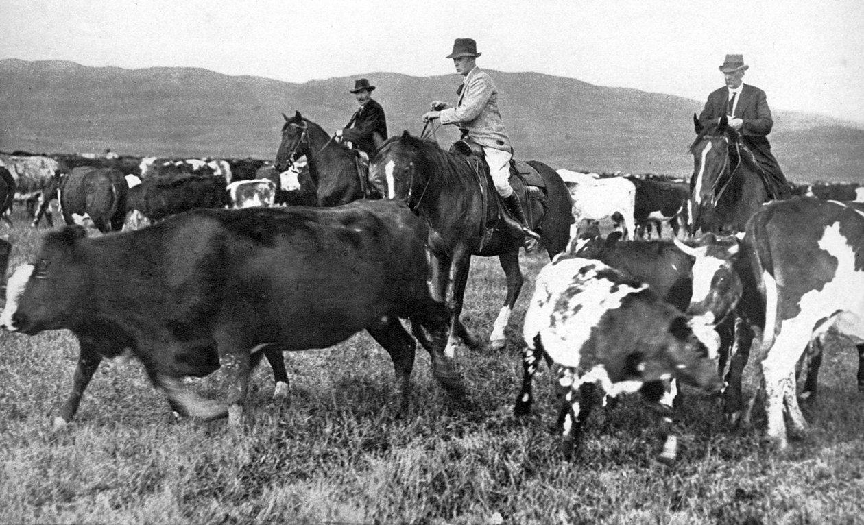 Prinsen av Wales samlar boskap i Alberta, Kanada, c1930-talet av Unbekannt