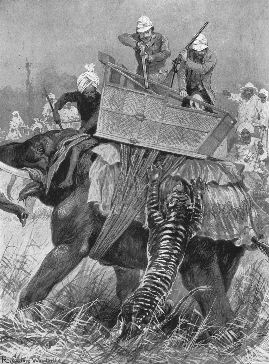 Prinsen av Wales besök i Indien, 1876: Prinsens elefant laddad av en tiger, 1901. av Unbekannt