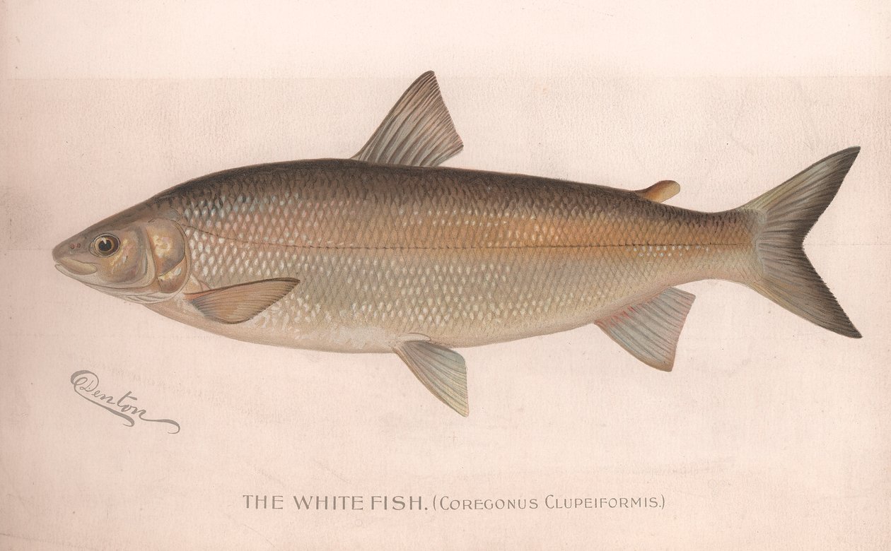 Den vita fisken Coregonus Clupeiformis, ca 1920-talet av Unbekannt