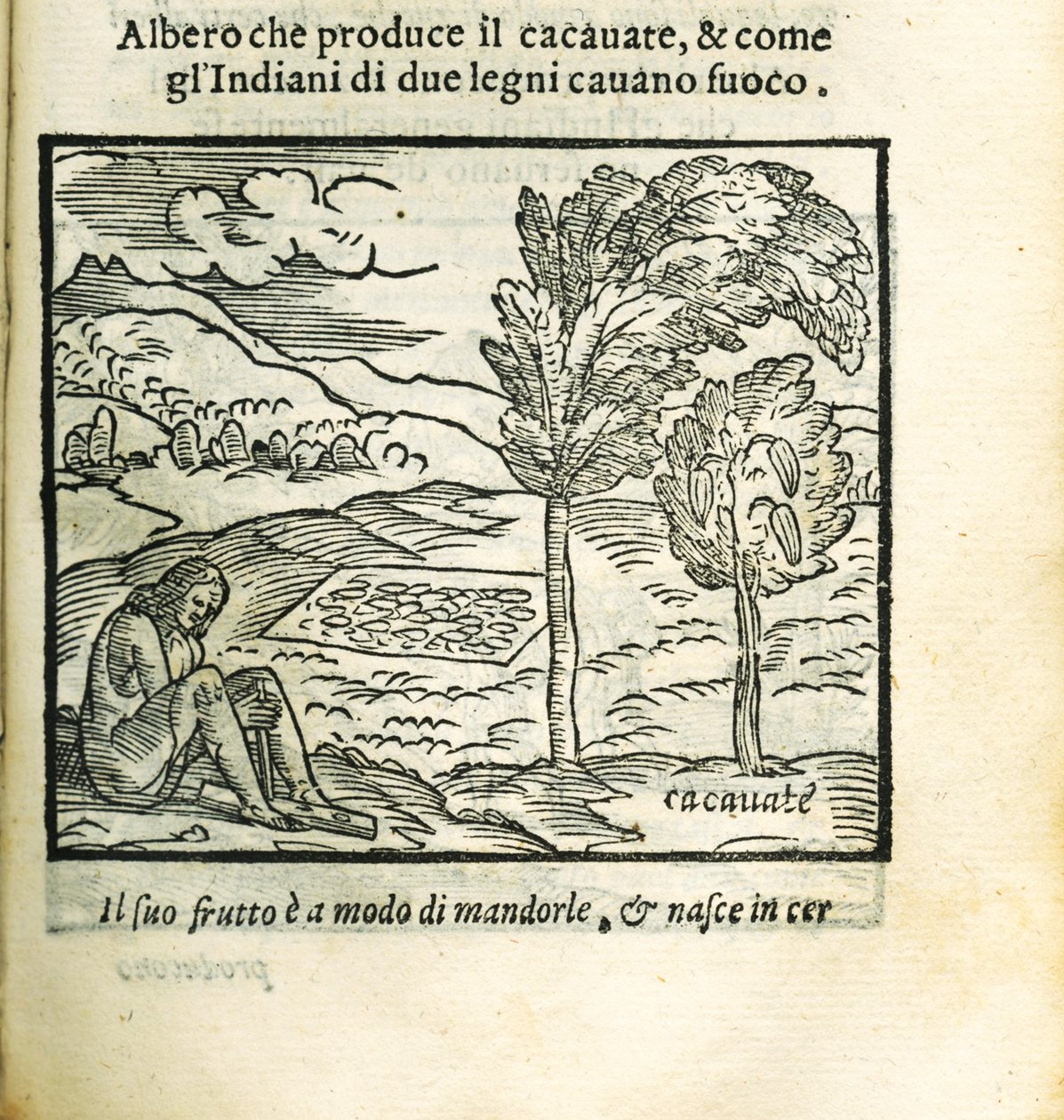 Kakaoträdet. Från Historia del Mondo Nuovo av Girolamo Benzoni, 1563. av Unbekannt