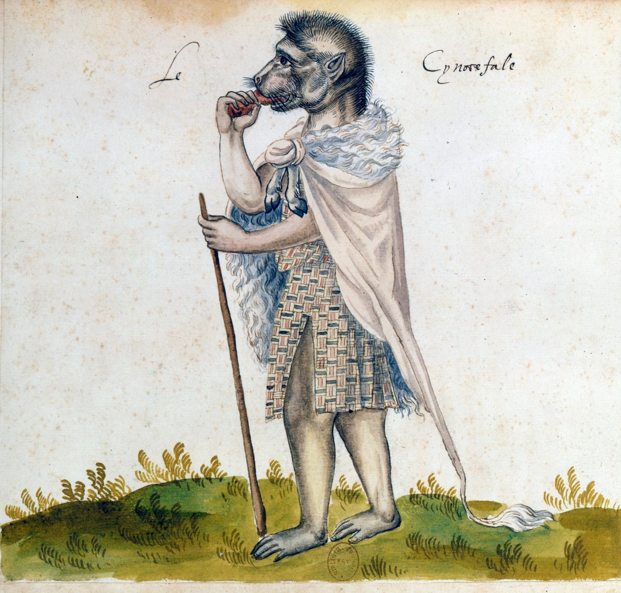 Cynocephalus, 1400-talet av Unbekannt