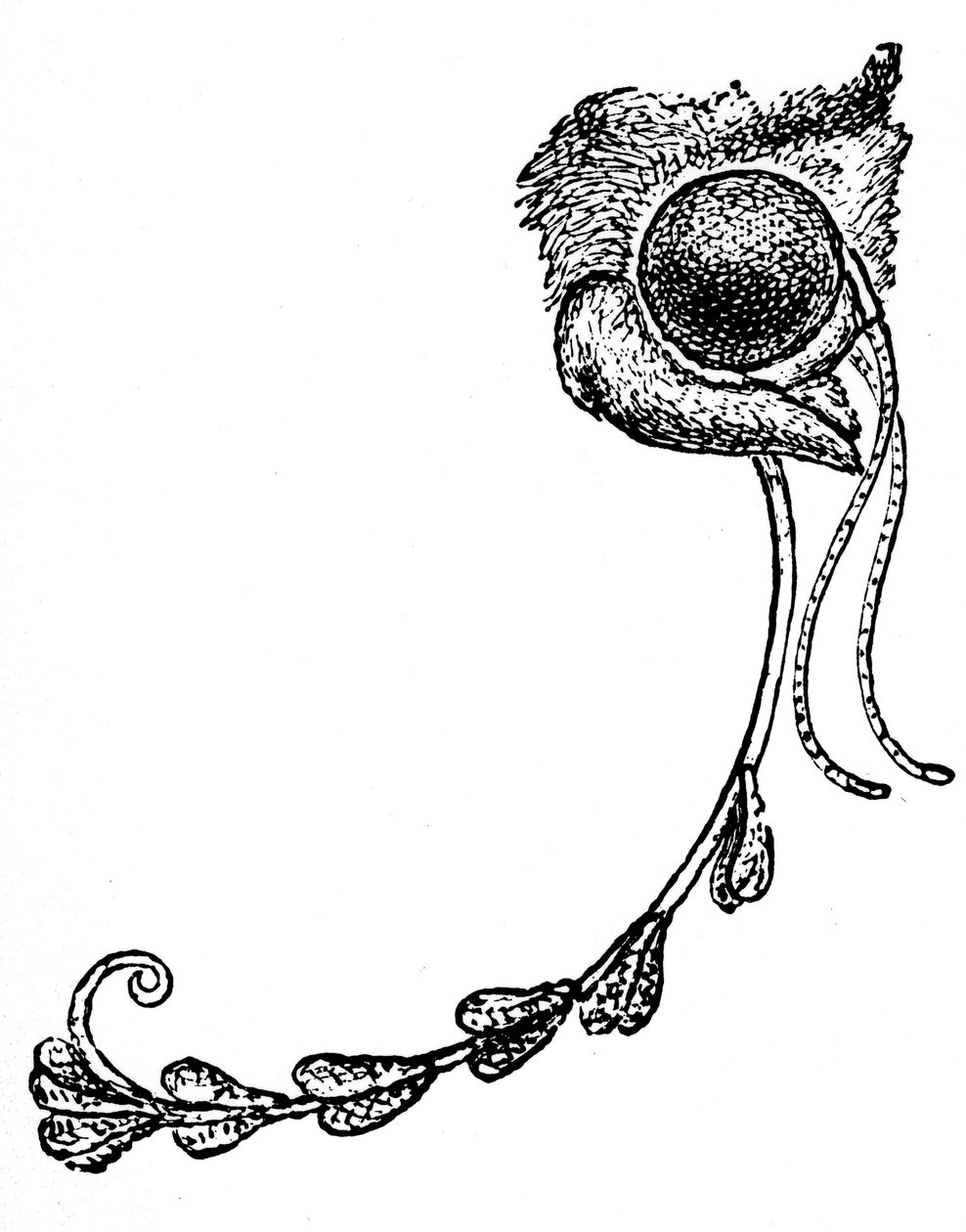 Malen Acontia luctuosa och orkidépollen, 1862 av Unbekannt