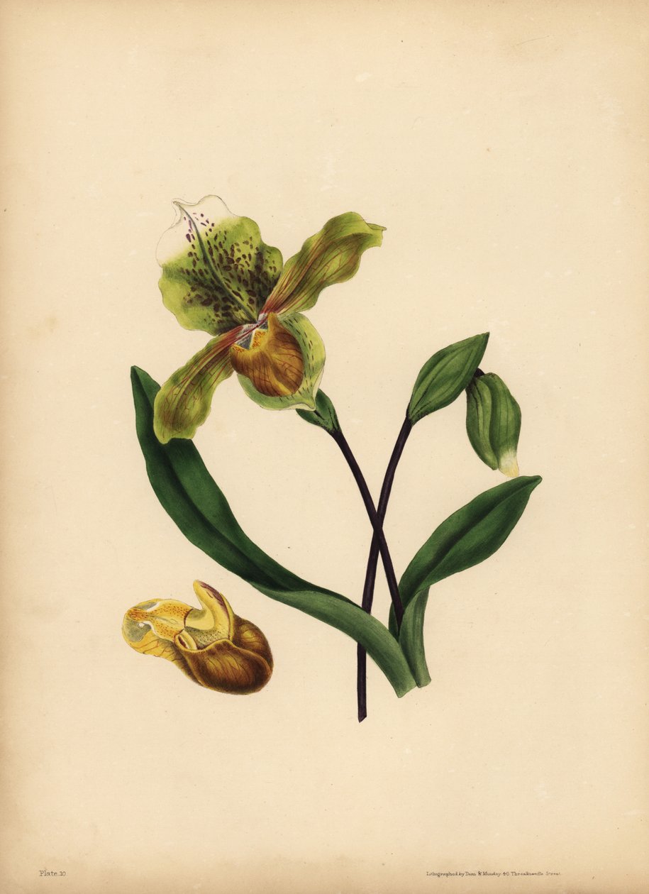 Den ädla damtoffeln, Cypripedium reginae, Likhet av Unbekannt