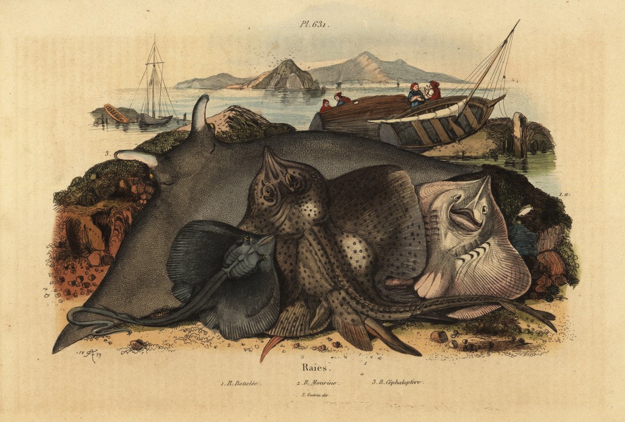 Thornback ray, Raja clavata 1, Lusitanian cownose ray, Rhinoptera marginata 2 och jättedjävulsrocka, Mobula mobular 3, utrotningshotade av Unbekannt