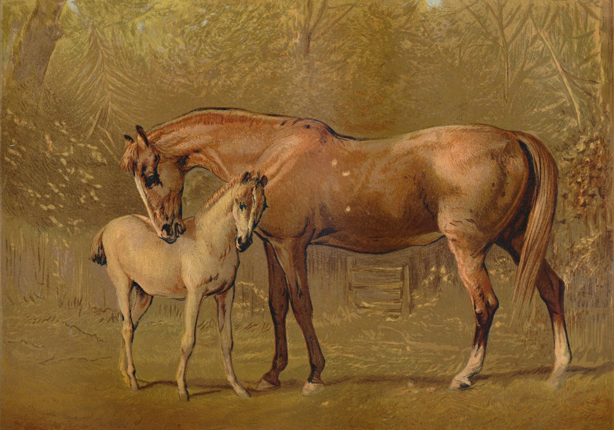 Fullblodssto & föl, c1879. av Unbekannt