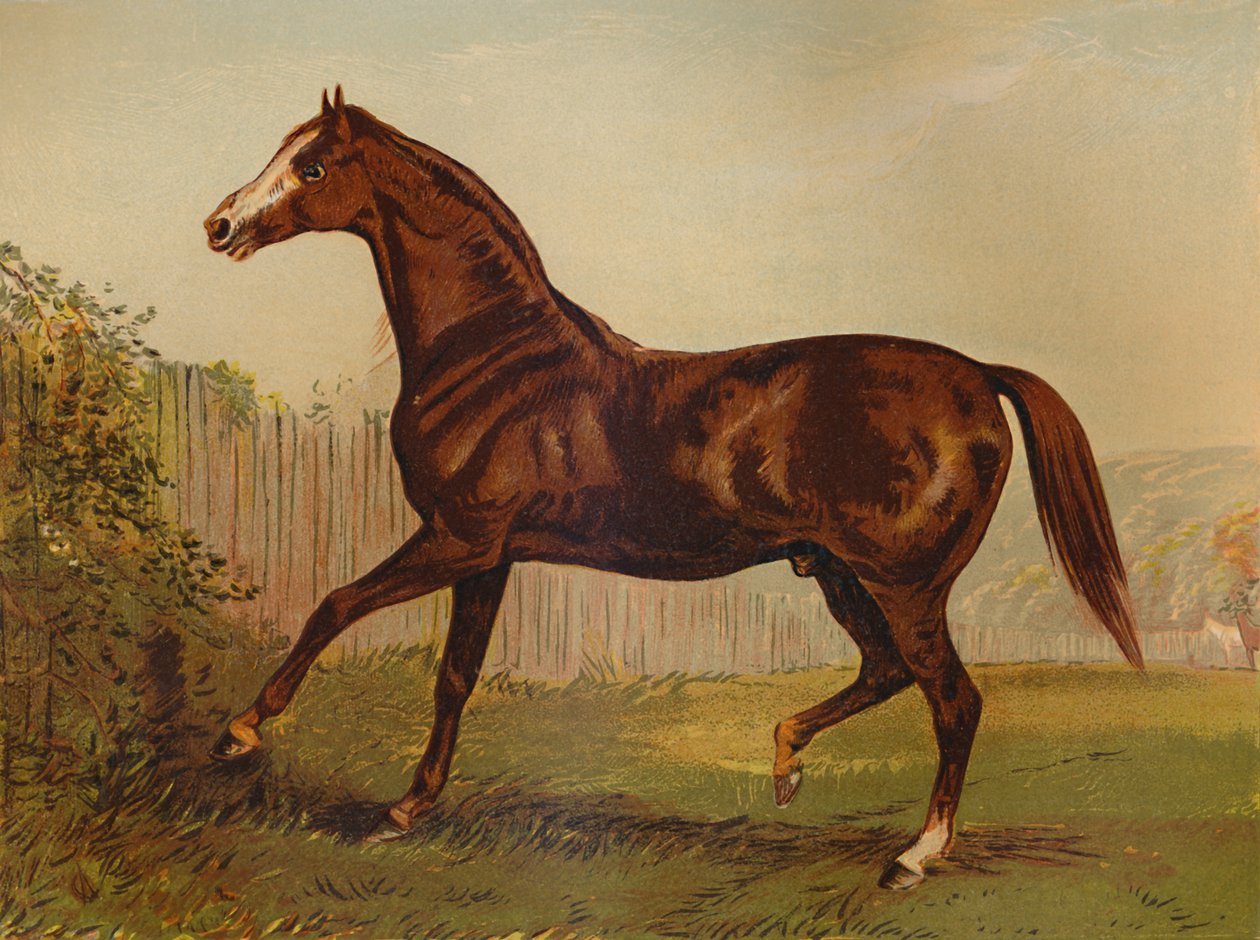 Fullblod Sire Blair Athol, vinnare av Derby & St Leger 1864, c1879. av Unbekannt