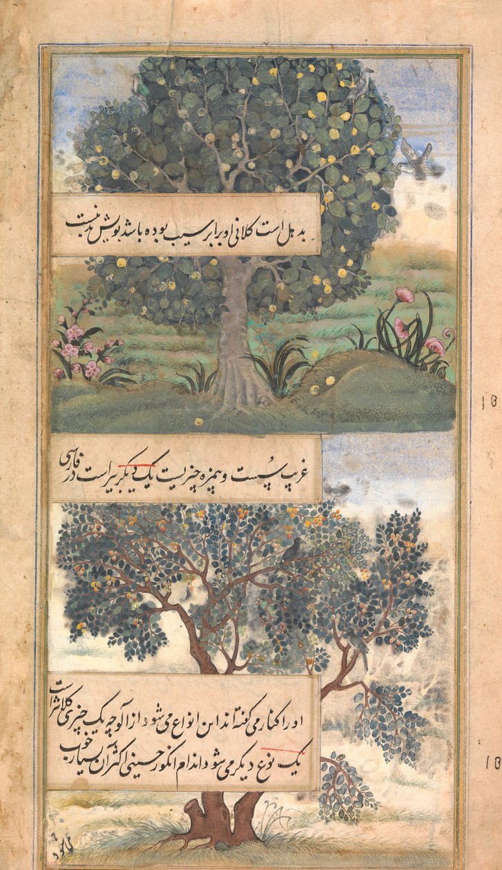 Three Trees of India, Folio från en Baburnama självbiografi av Babur, sent 1500-tal. av Unbekannt