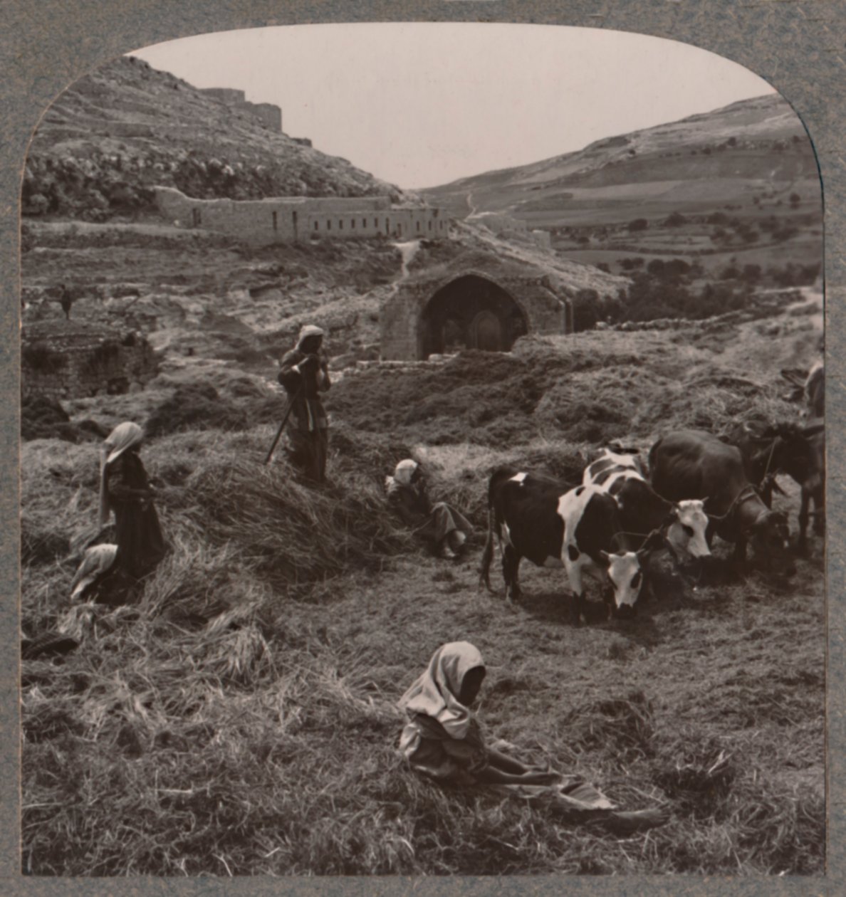 Tröska spannmål nära Jacobs Well, c1900 av Unbekannt