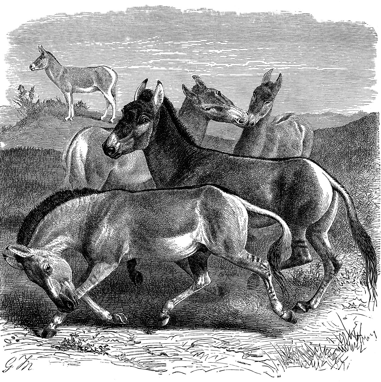 Tibetansk vildröv eller Kiang, 1893 av Unbekannt