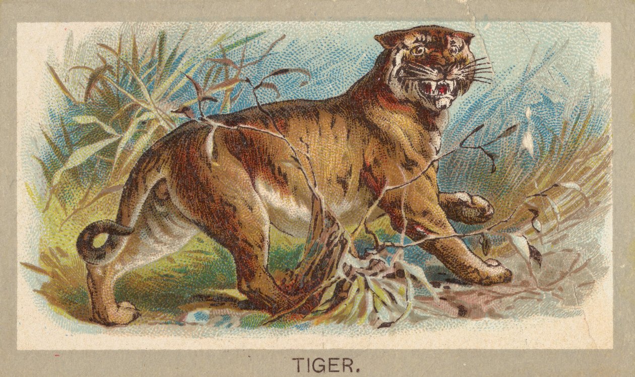 Tiger, från Animals of the World-serien T180, utgiven av Abdul Cigarettes, 1881. av Unbekannt