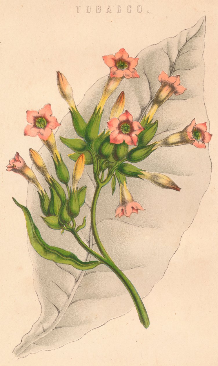 Tobak, c1800-talet av Unbekannt