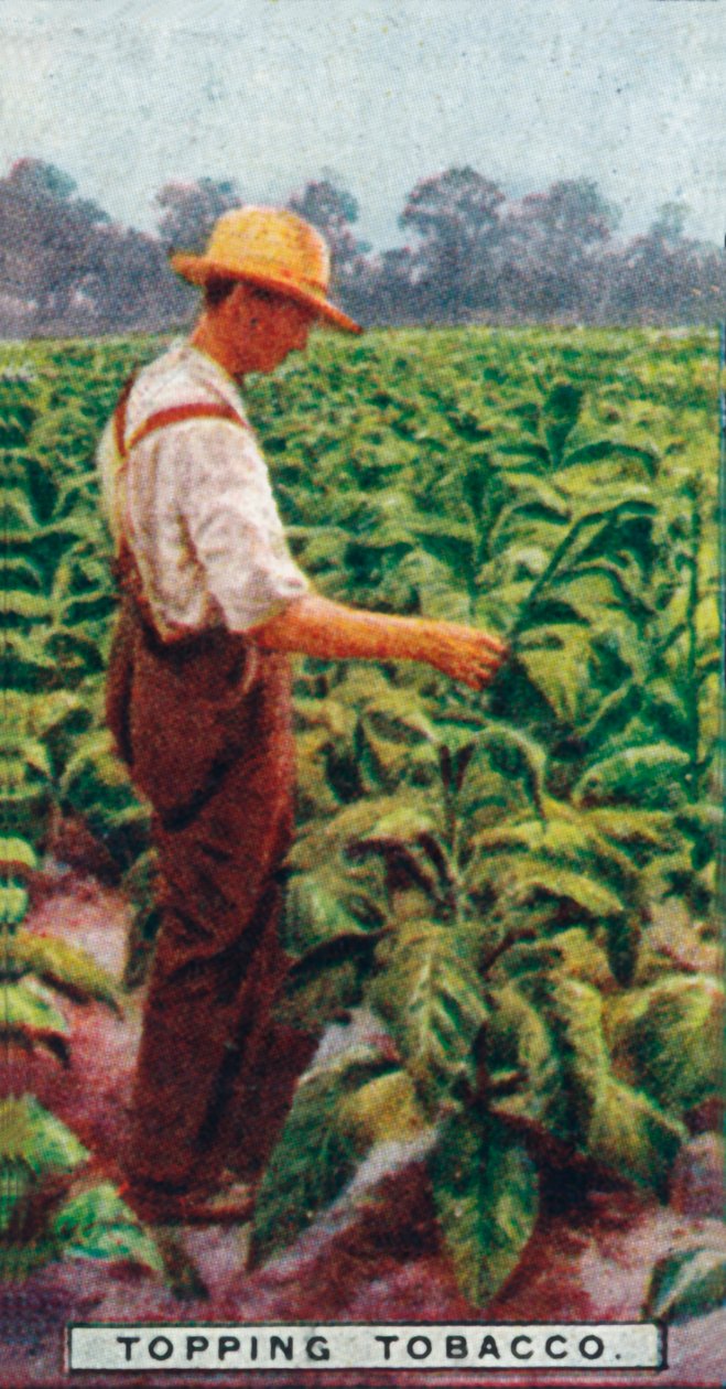 Topping Tobacco, 1926 av Unbekannt