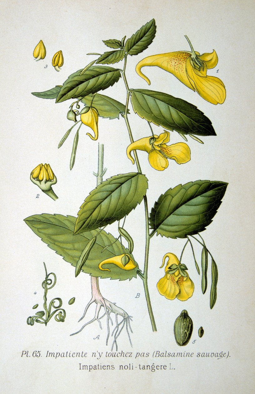 Rör-mig-ej-balsam, 1893 av Unbekannt