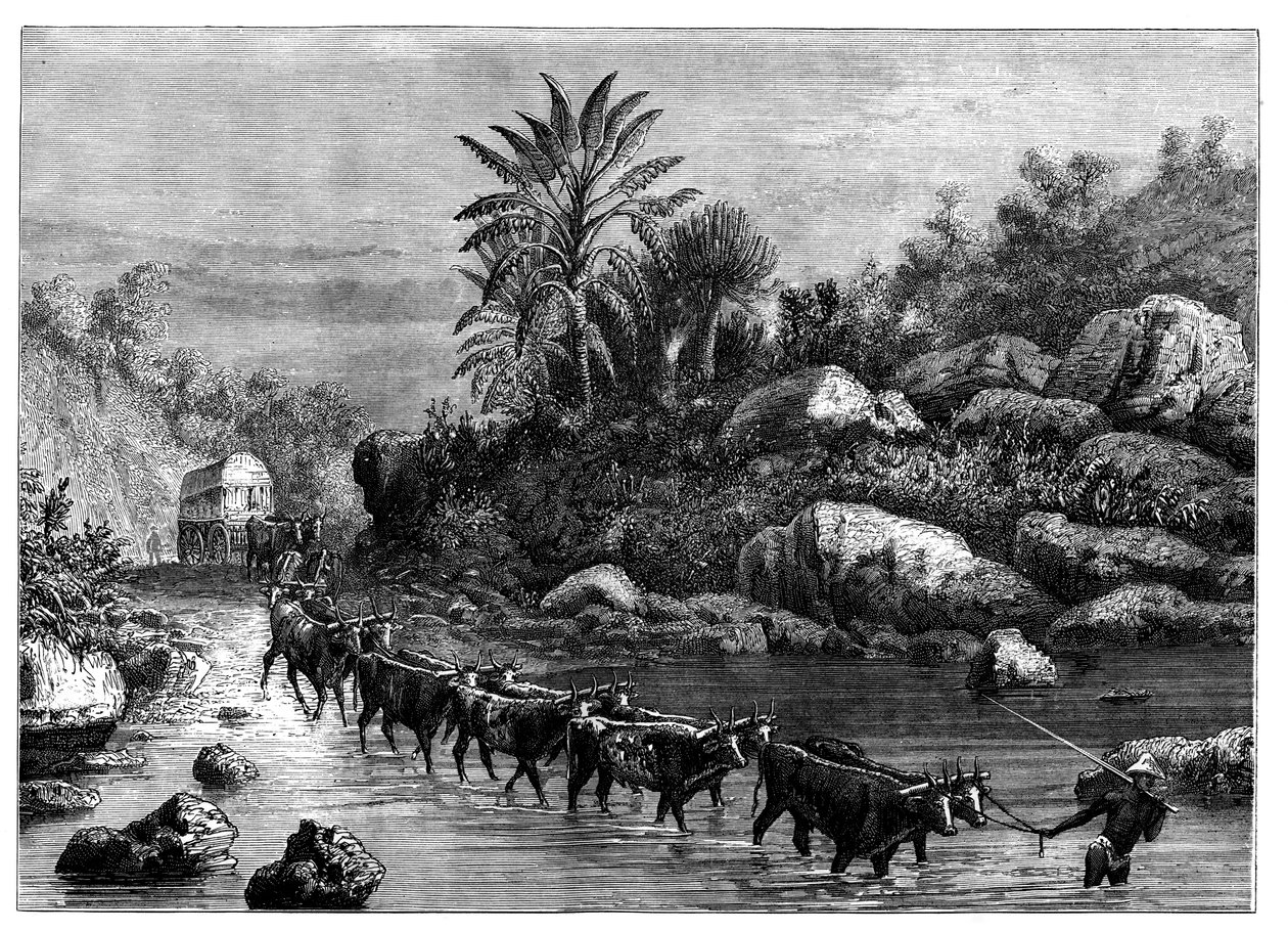 Reser i Griqualand, Sydafrika, c1890 av Unbekannt