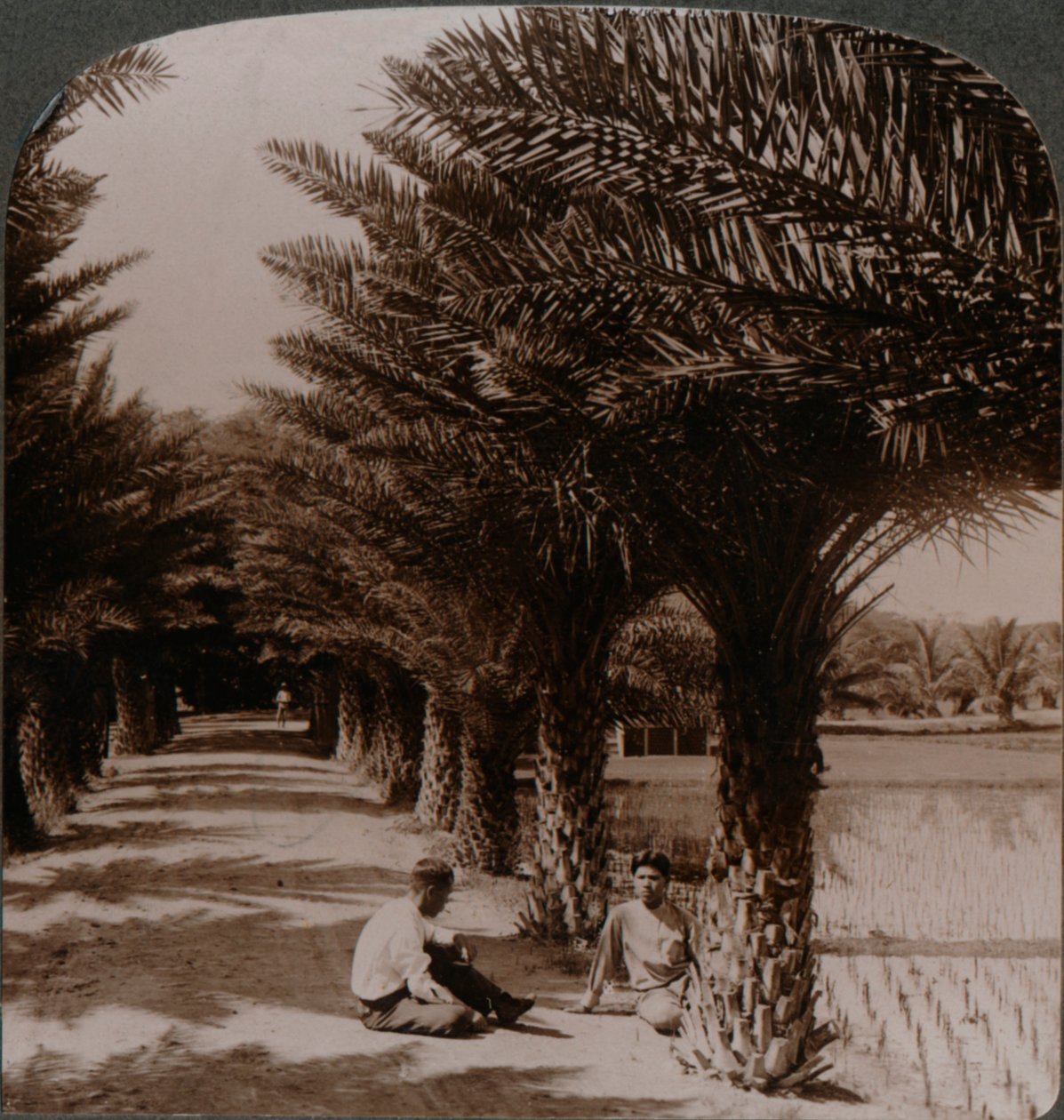 Tropisk skönhet i en aveny med dadelpalmer, Moanalua nära Honolulu, H. Is. c1900 av Unbekannt