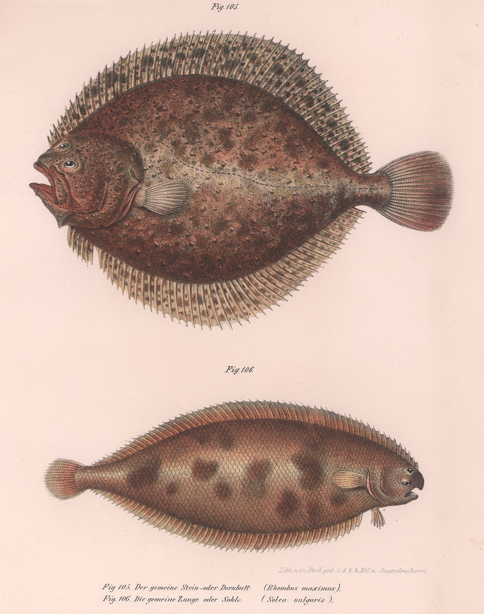 Piggvar, Rhombus maximus, Common Sun Solea, ca 1850-talet av Unbekannt