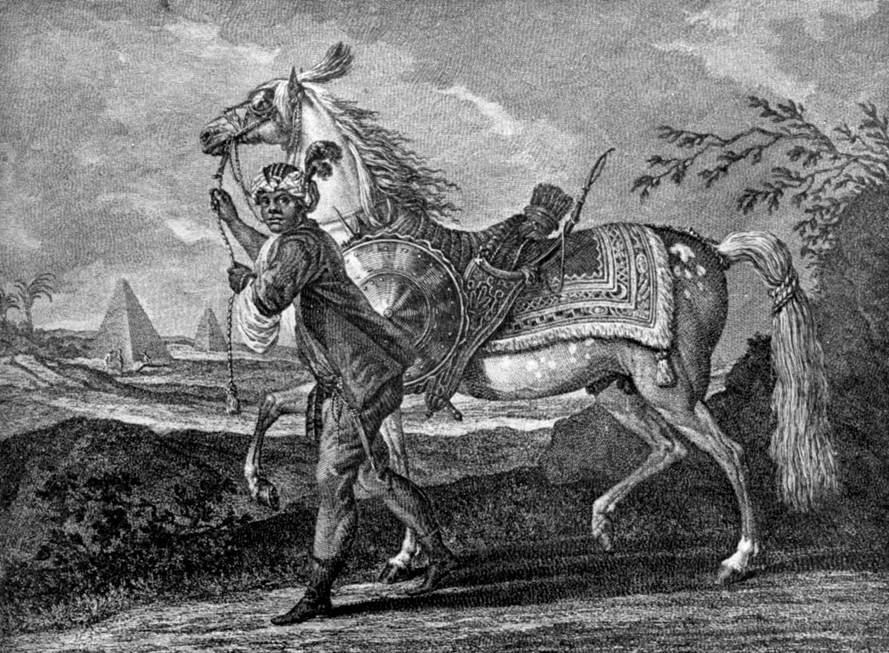 Turkisk arabisk häst, 1722 1938 av Unbekannt