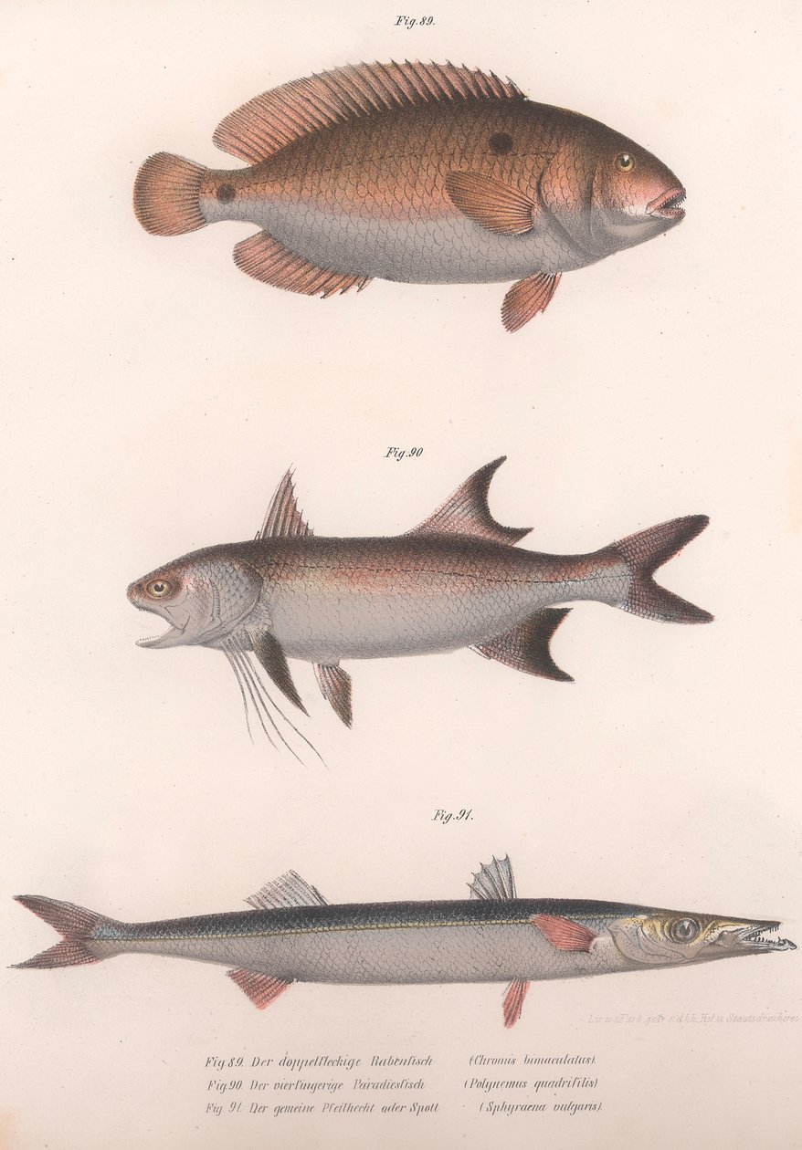 Tvåfläckig bimaculatus, afrikansk rödfenad, vanlig barracuda, ca 1850-talet av Unbekannt