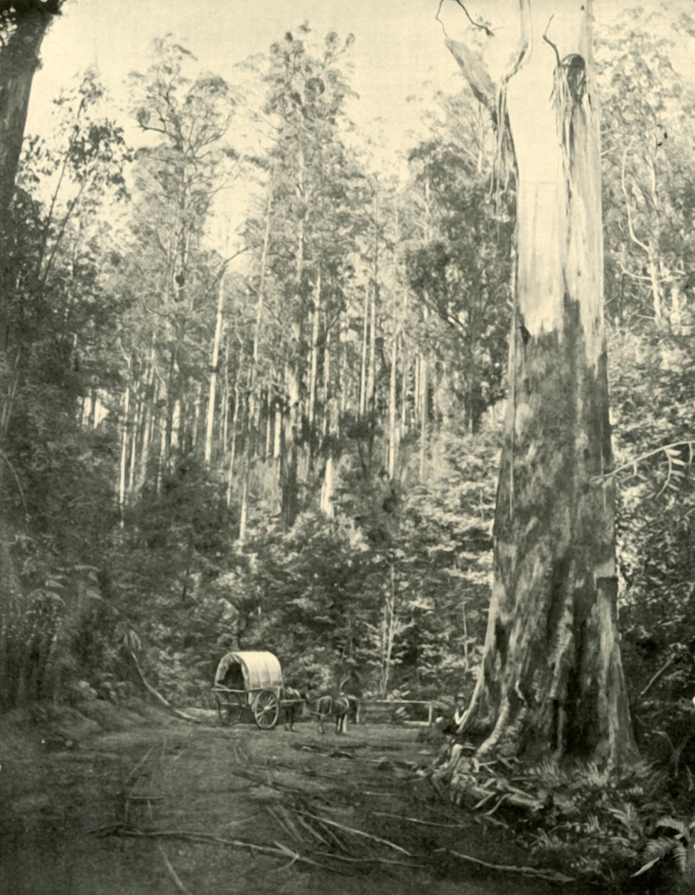 Farbror Sam, 1901. av Unbekannt