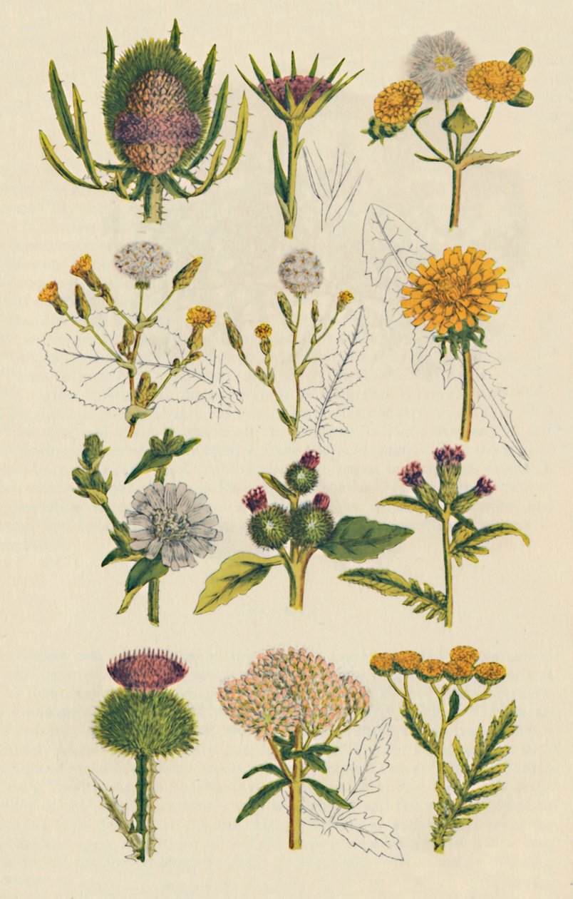Sorter av brittiska vildblommor, 1947 av Unbekannt