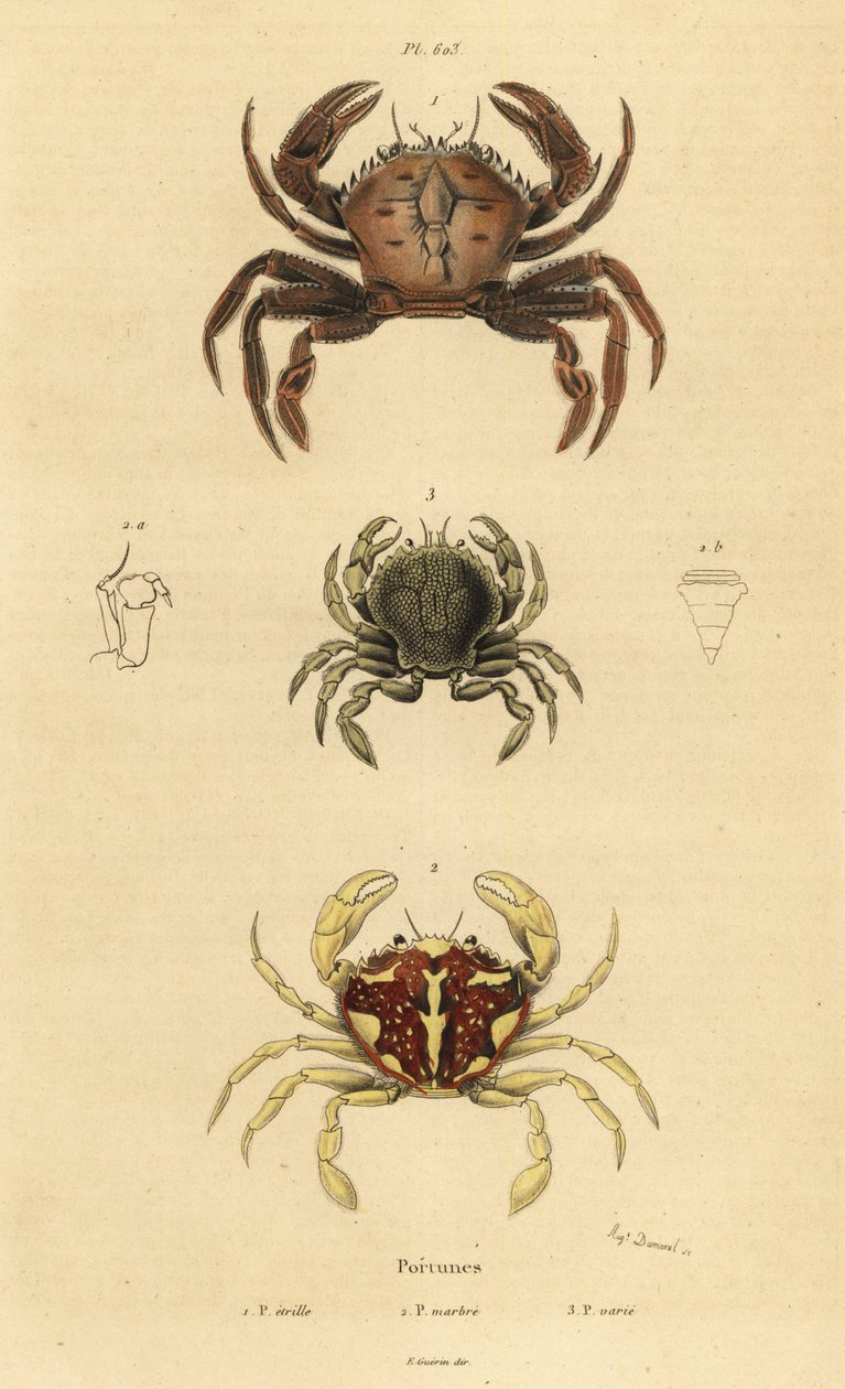 Sammetskrabba, Necora puber 1, marmorerad simkrabba, Liocarcinus marmoreus 2 och Pennant