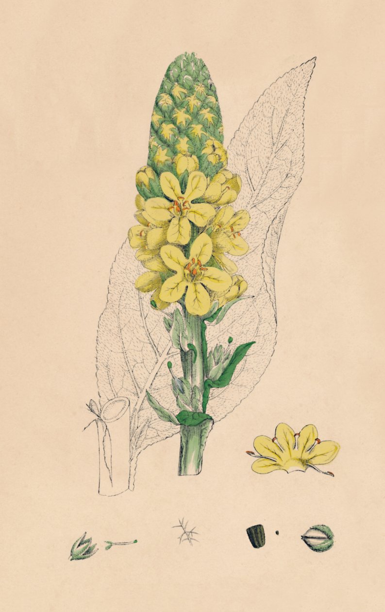 Verbascum Thapsus. Great Mullein, 1800-talet av Unbekannt