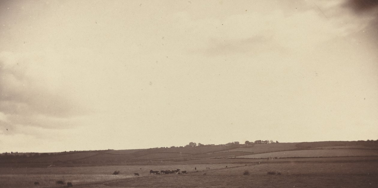 Utsikt över fält med kor, 1850-1860-tal. av Unbekannt